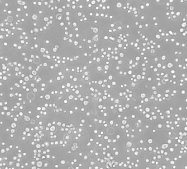 Daudi/Firefly Luciferase Cell Line - Image 1