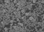 K562-CD38/GFP Cell Line - Image 2