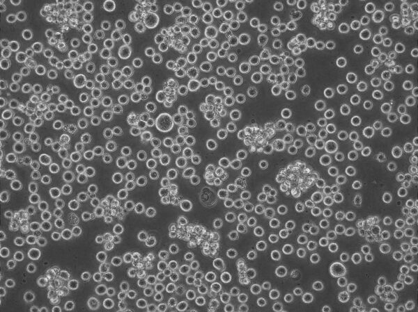 K562-CD38/GFP Cell Line - Image 2
