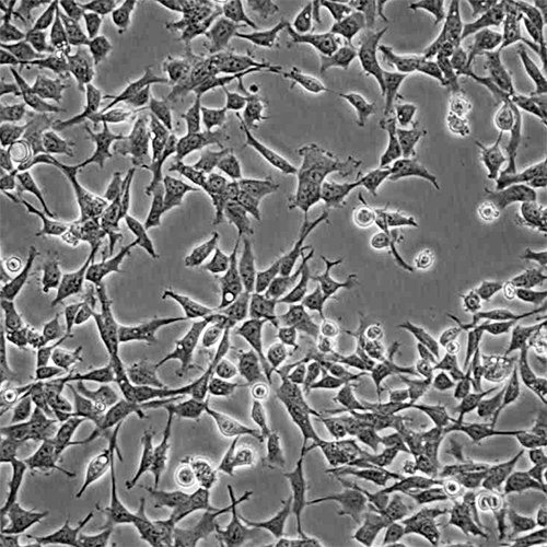B2M KO HEK293T Cell Line