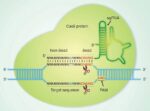Off-target DNA & Library Prep, Sequencing and Data Analysis (per sample)