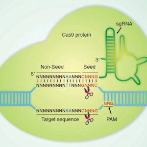 Off-target DNA & Library Prep, Sequencing and Data Analysis (per sample)