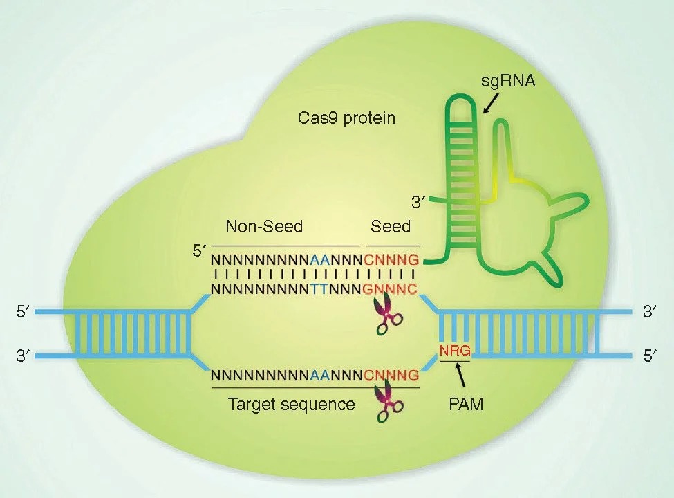 Off-target DNA & Library Prep, Sequencing and Data Analysis (per sample)